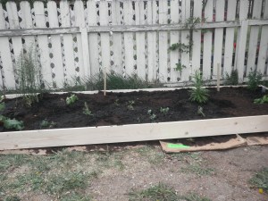 Newly filled raised bed 