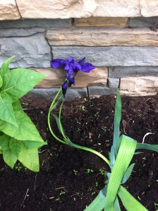 Dark blue iris - this one will get a stake next year. I am just loving the colour of this one. 