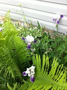 Purple and White Iris nestled in the fern. Many more blooms to come here. 