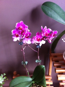 One of my orchids in full bloom. Happy to say this one is sending up a new flower stem. 