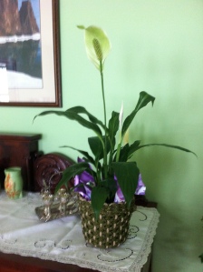 This lovely peace lily was a housewarming gift for our new home. 