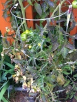 Tomato plant from 2013 