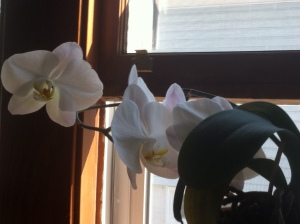 This is my oldest orchid and it amazed me last year with the size of its blooms. 
