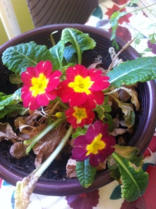 This little primula I bought last year and it survived and decided to bloom again this spring. 