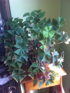 I have had this lovely plant for almost  10 years. It is such a wonderful burst of green and has delicate white flowers. 